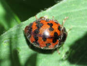 Thumbnail 308559 B
