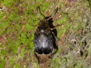Thumbnail 308584 A