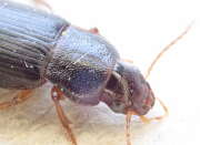Thumbnail 308795 B