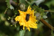 Thumbnail 309739 B