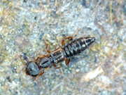 Thumbnail 309809 B