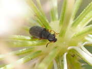 Thumbnail 310984 A