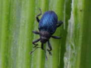 Thumbnail 311012 A