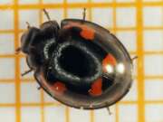 Thumbnail 311021
