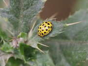 Thumbnail 311091 B