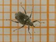 Thumbnail 311552