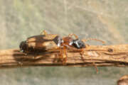 Thumbnail 312071 B