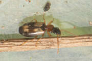 Thumbnail 312071 C