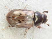 Thumbnail 313364 B
