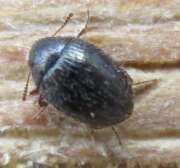 Thumbnail 313537 A