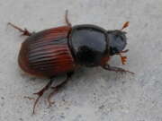 Thumbnail 313541 A