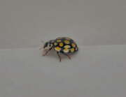 Thumbnail 313568 B