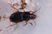 Thumbnail 313974 A