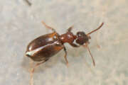 Thumbnail 314028 B