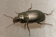 Thumbnail 314030 B