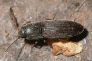 Thumbnail 314037 A