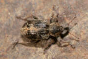 Thumbnail 314038 B