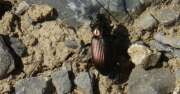 Thumbnail 314097