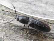 Thumbnail 314516 A