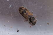 Thumbnail 314559 A