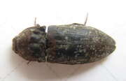 Thumbnail 314646 A