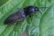 Thumbnail 314757 A