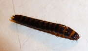 Thumbnail 315128 B