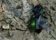 Thumbnail 315364 A