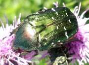 Thumbnail 315494 A