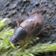 Thumbnail 315549 A