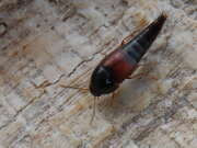 Thumbnail 315552 B