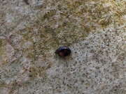Thumbnail 315732 A