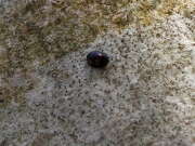 Thumbnail 315732 B