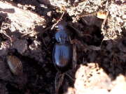 Thumbnail 315743 A