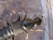 Thumbnail 315748 B
