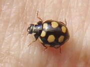 Thumbnail 315802 A