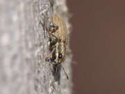 Thumbnail 315868 B