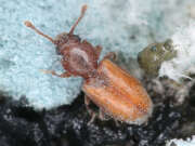 Thumbnail 315943 A