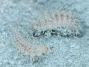 Thumbnail 315945 A