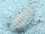 Thumbnail 315945 B