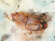 Thumbnail 315946 A
