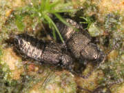 Thumbnail 315948 A