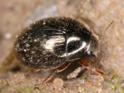 Thumbnail 315958 B