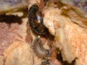 Thumbnail 316093 B