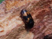 Thumbnail 316177 A