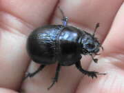 Thumbnail 316235 B