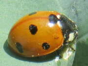 Thumbnail 316256 A
