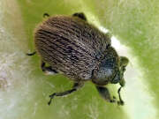 Thumbnail 316376 B