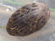 Thumbnail 316468 A