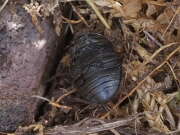 Thumbnail 316468 B
